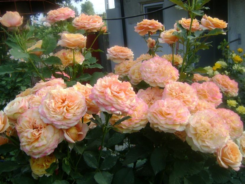 villa cotta - TOATE FLORILE