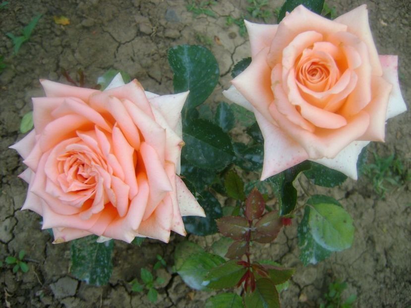  - TOATE FLORILE