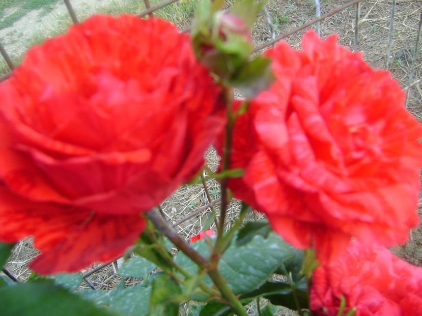  - TOATE FLORILE