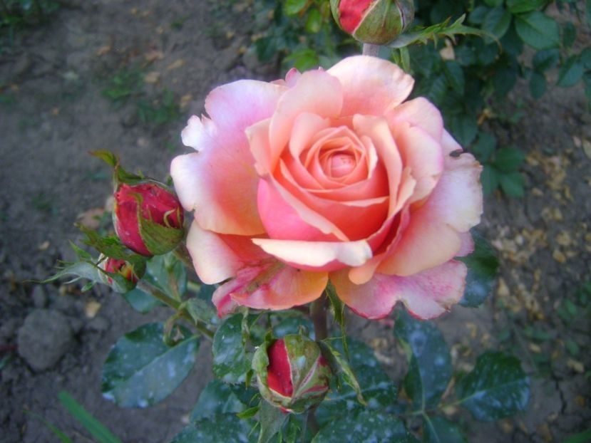  - TOATE FLORILE