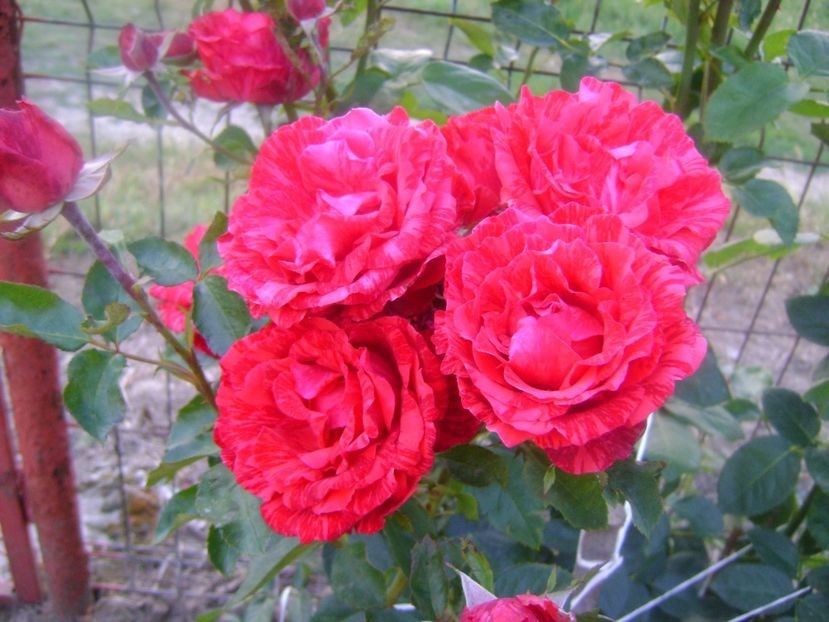  - TOATE FLORILE
