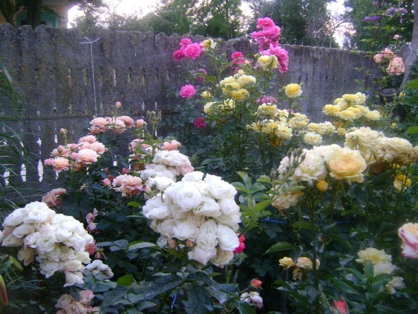  - TOATE FLORILE