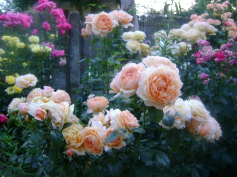  - TOATE FLORILE