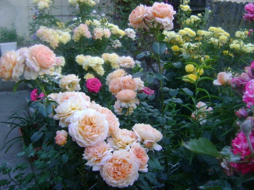  - TOATE FLORILE