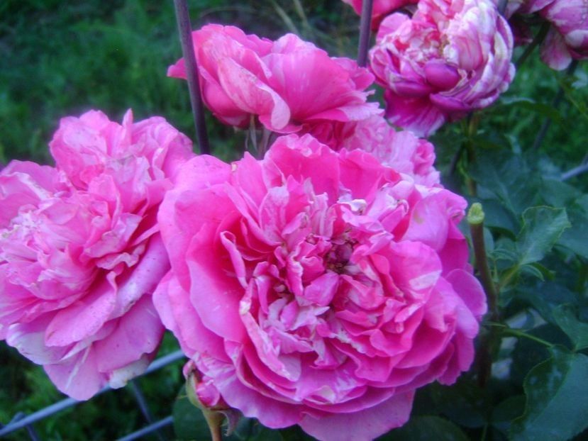 - TOATE FLORILE