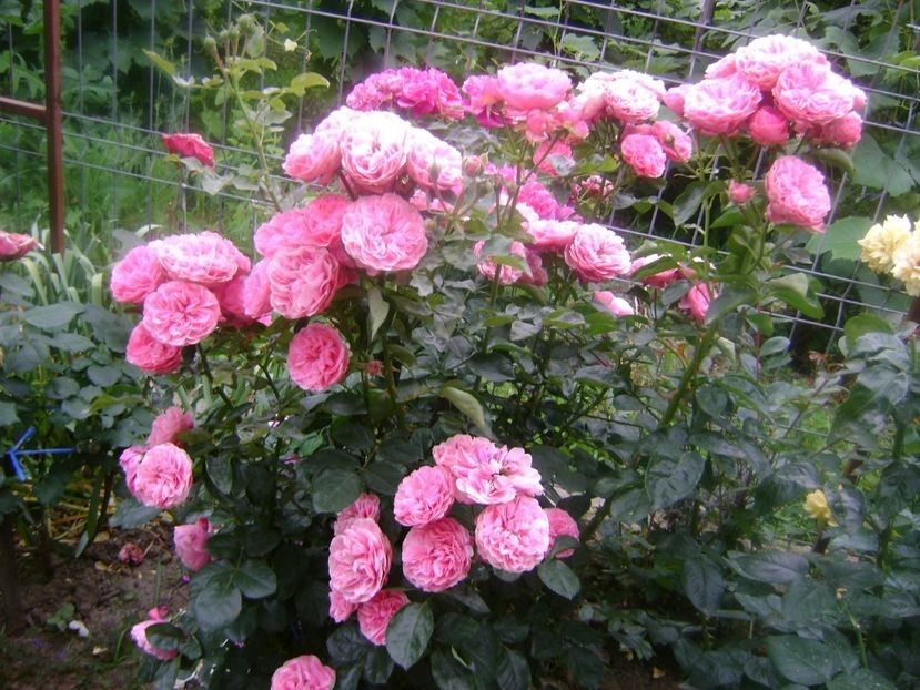  - TOATE FLORILE