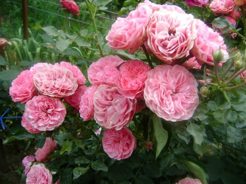  - TOATE FLORILE