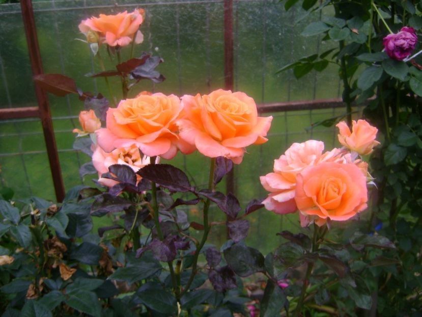  - TOATE FLORILE