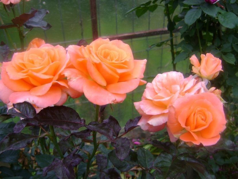 belinda - TOATE FLORILE