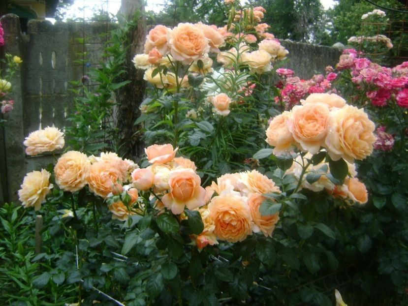  - TOATE FLORILE