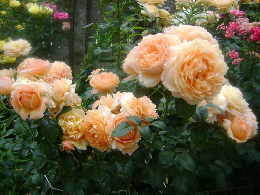 Capri - TOATE FLORILE