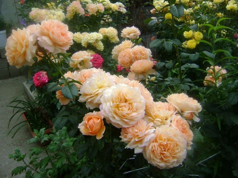  - TOATE FLORILE
