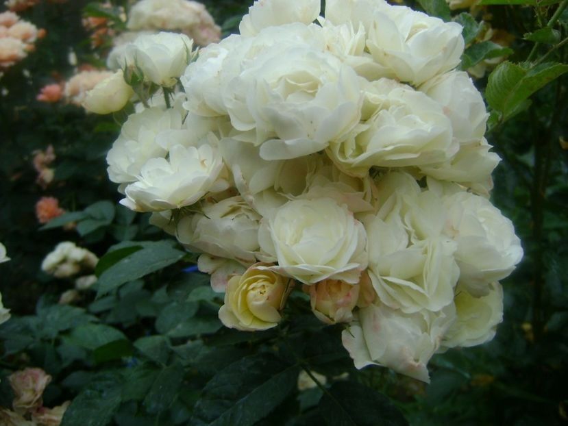  - TOATE FLORILE