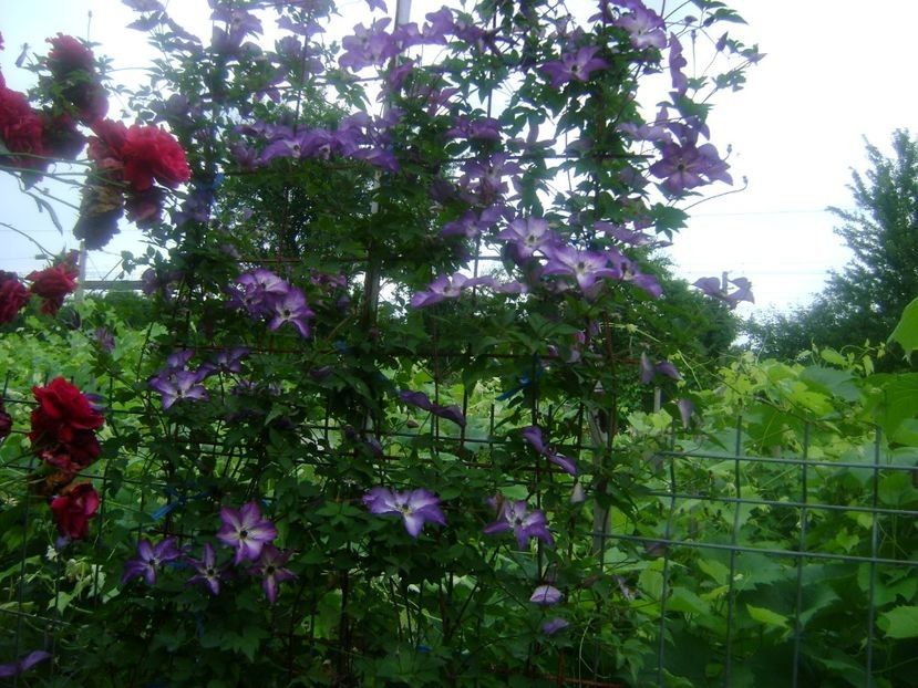 110898393 (1) - TOATE FLORILE