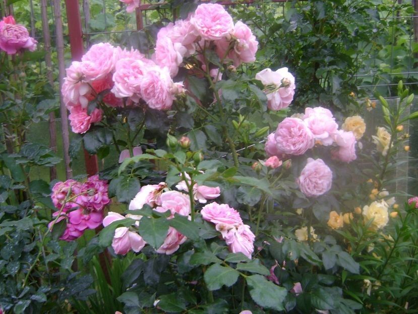  - TOATE FLORILE