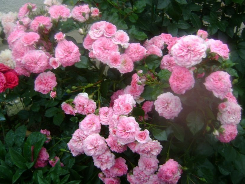  - TOATE FLORILE
