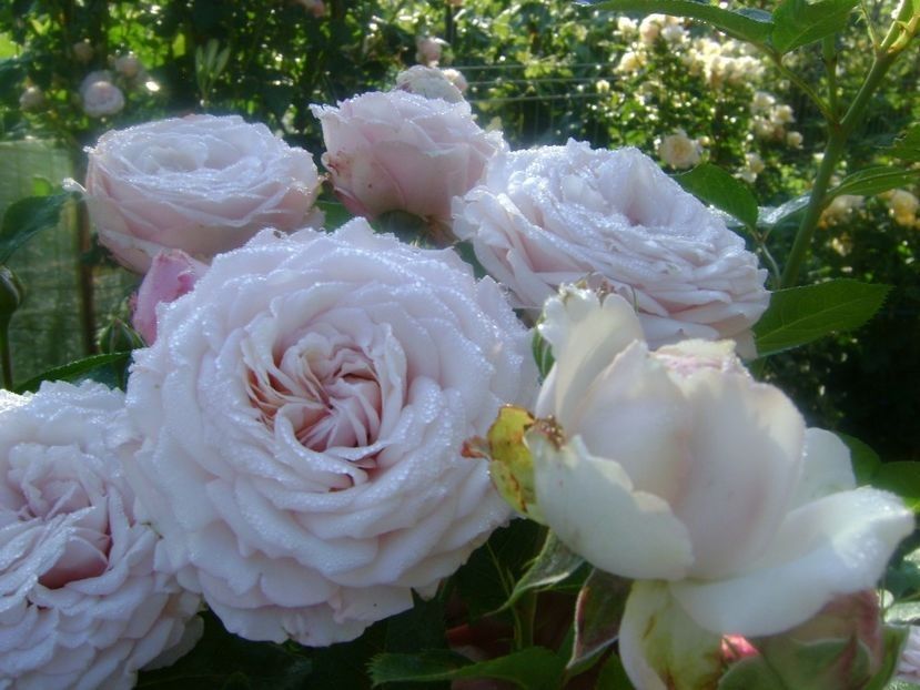  - TOATE FLORILE