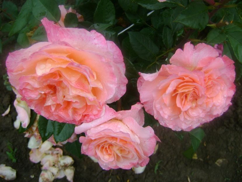  - TOATE FLORILE