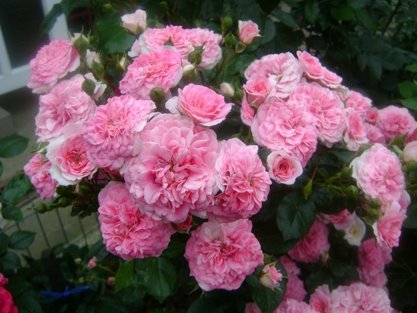  - TOATE FLORILE