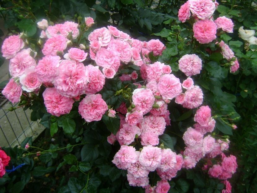  - TOATE FLORILE