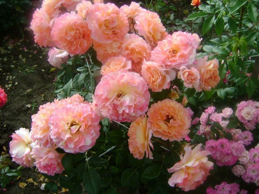 Augusta Luise - TOATE FLORILE