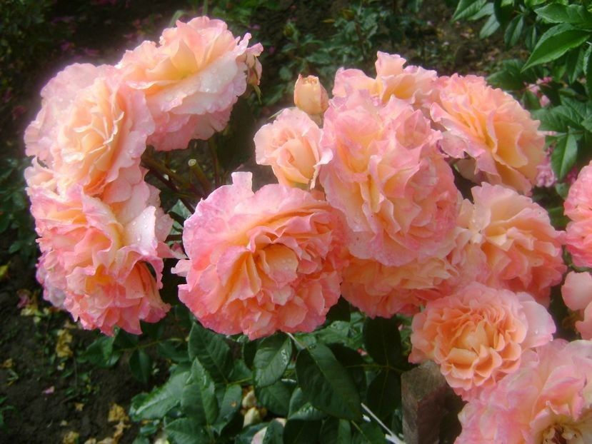  - TOATE FLORILE
