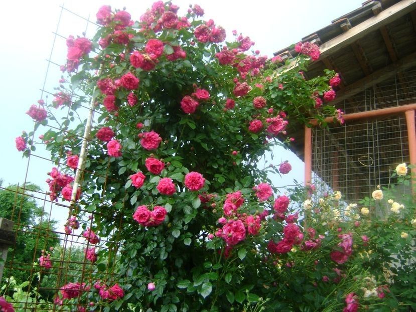  - TOATE FLORILE