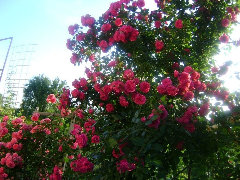 LAGUNA - TOATE FLORILE