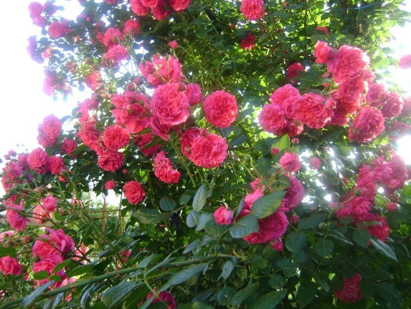  - TOATE FLORILE