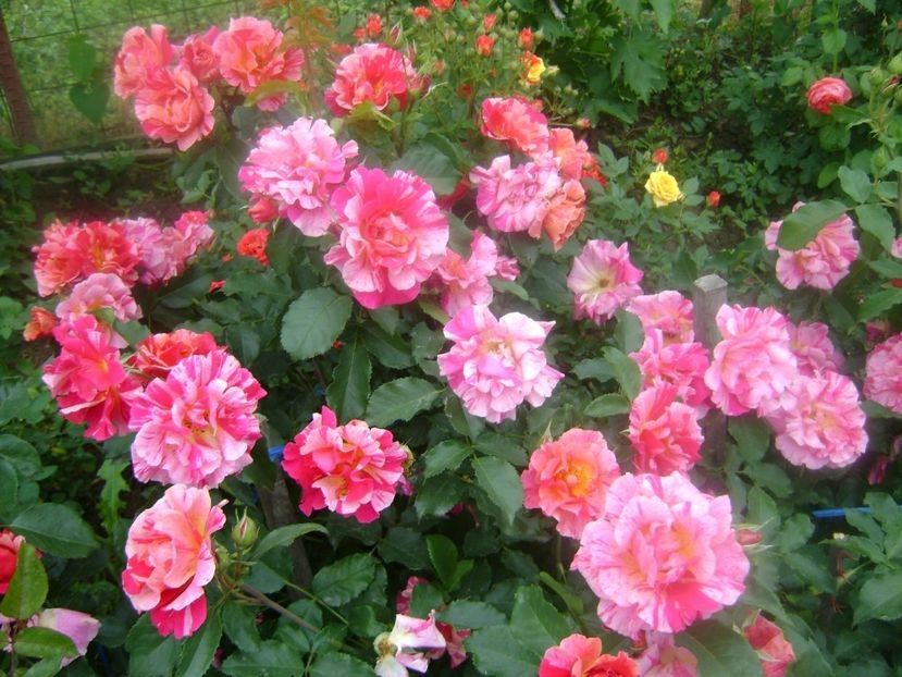  - TOATE FLORILE