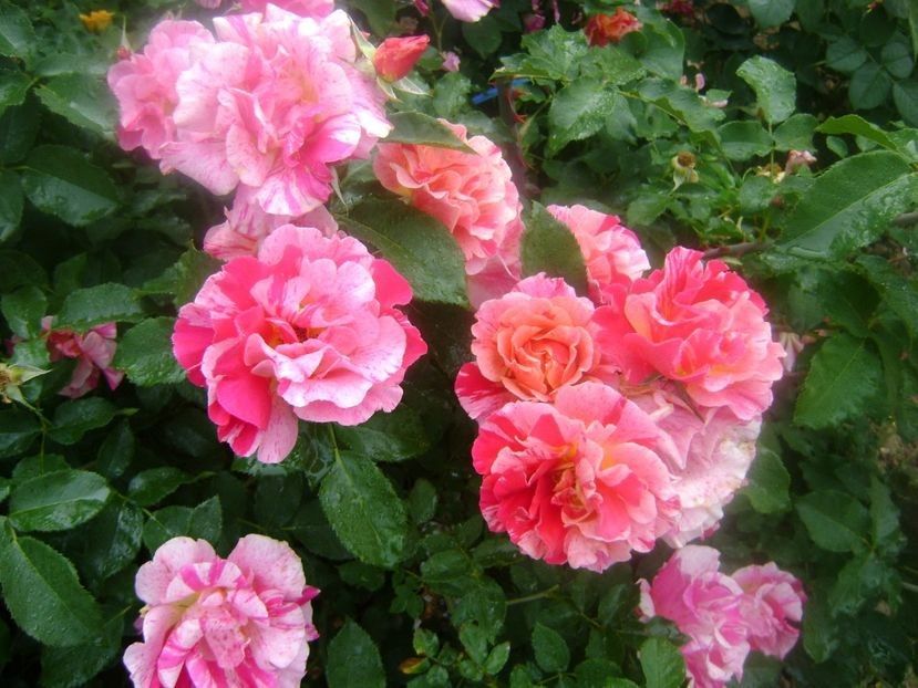  - TOATE FLORILE