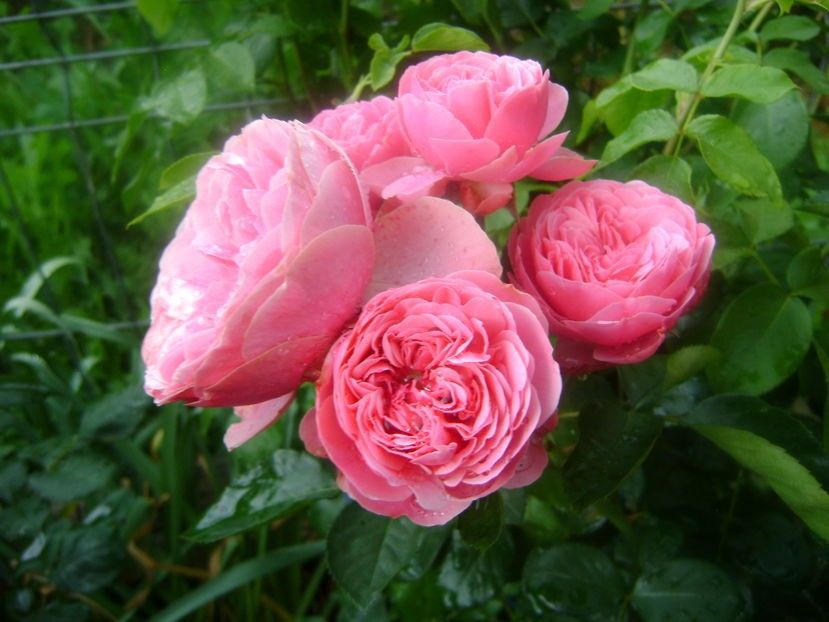  - TOATE FLORILE
