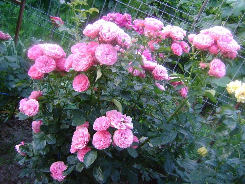  - TOATE FLORILE
