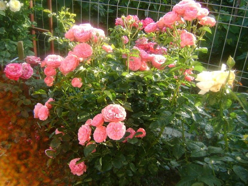  - TOATE FLORILE