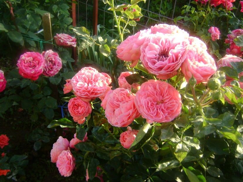  - TOATE FLORILE