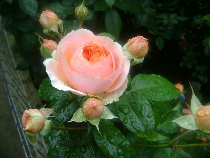  - TOATE FLORILE
