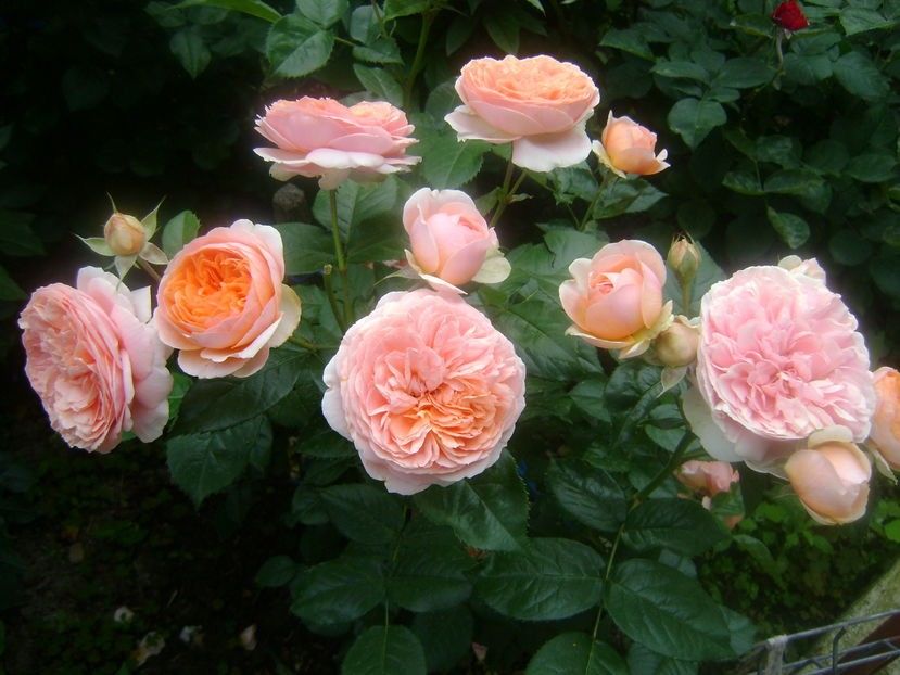 chipendale - TOATE FLORILE
