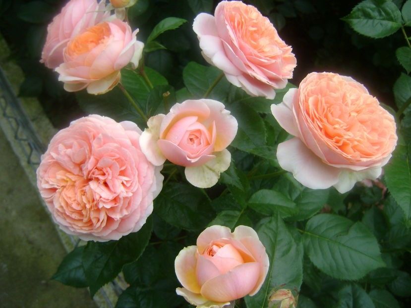  - TOATE FLORILE