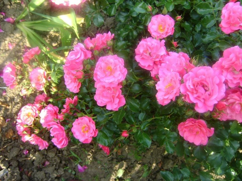  - TOATE FLORILE