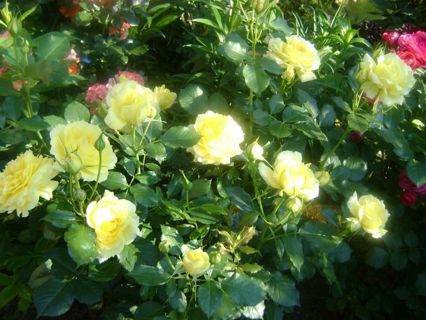  - TOATE FLORILE