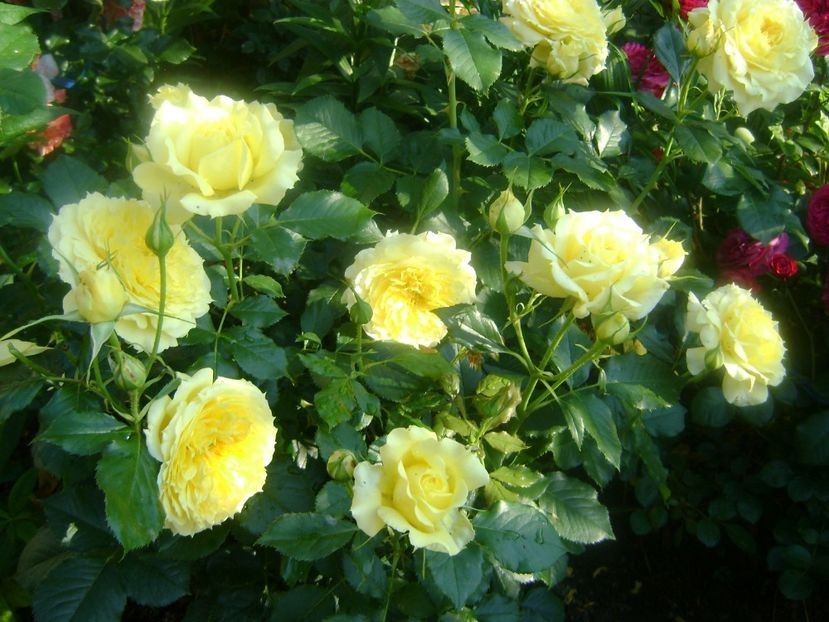 china girl - TOATE FLORILE