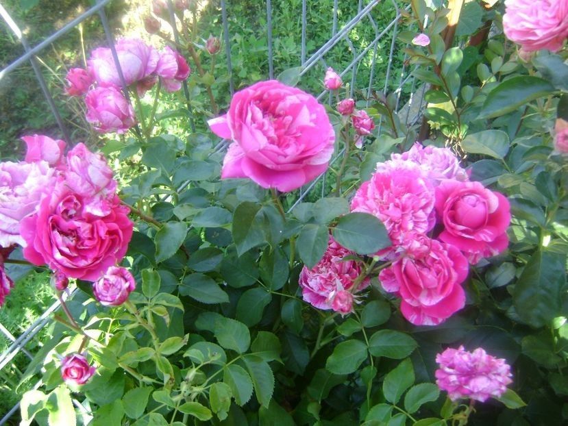  - TOATE FLORILE