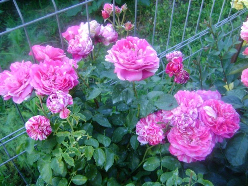  - TOATE FLORILE