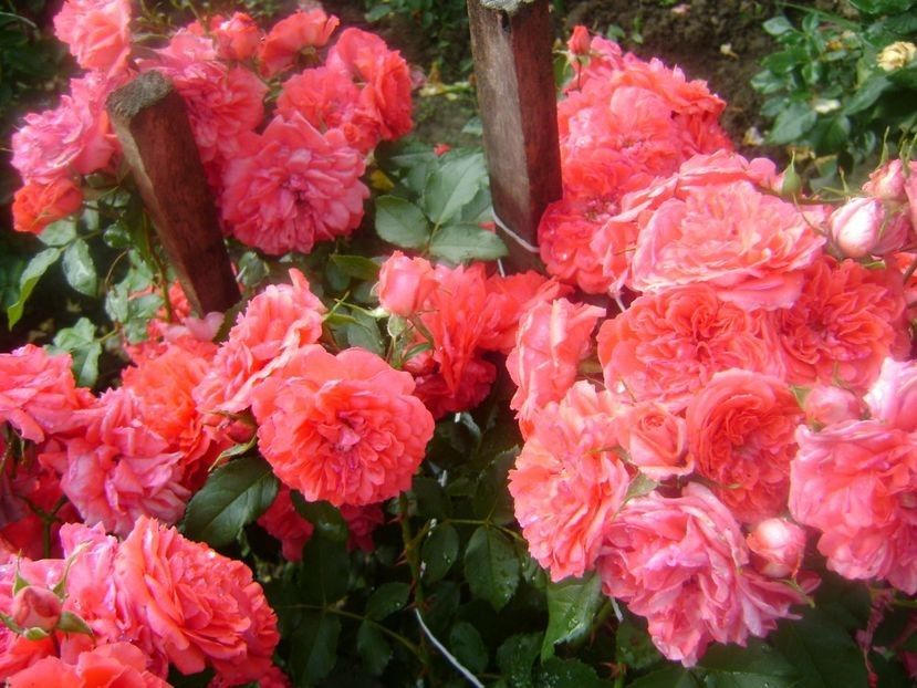  - TOATE FLORILE