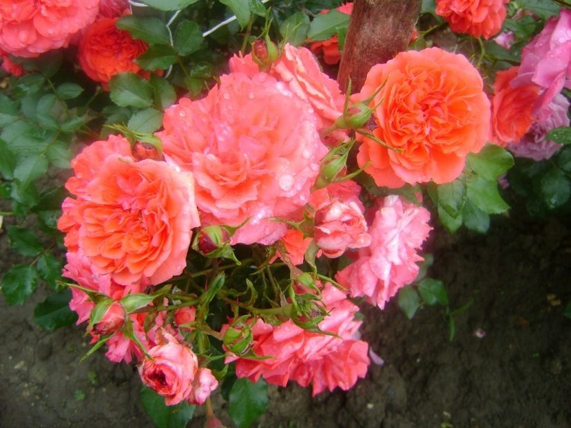  - TOATE FLORILE