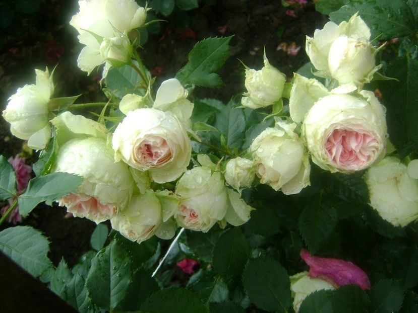  - TOATE FLORILE