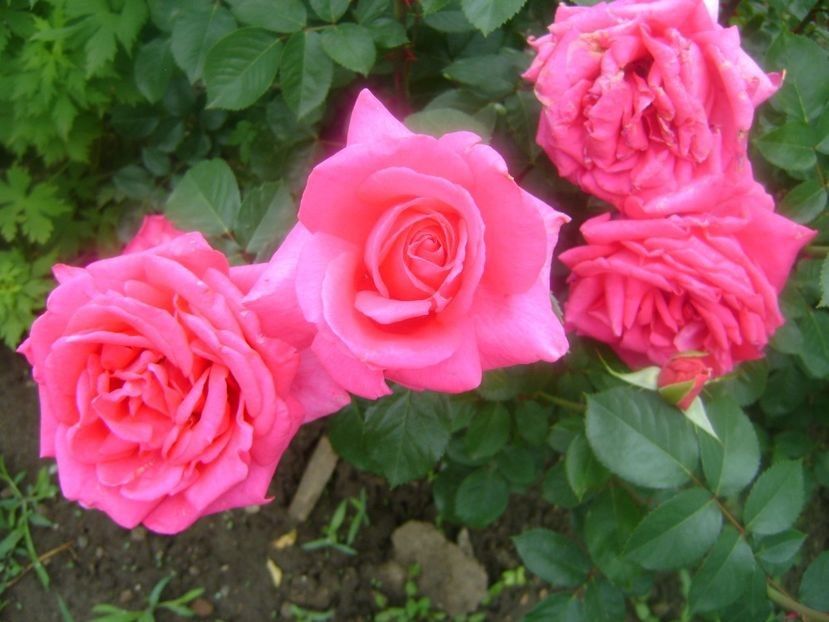  - TOATE FLORILE