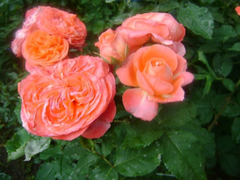  - TOATE FLORILE
