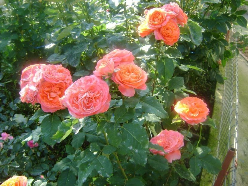  - TOATE FLORILE