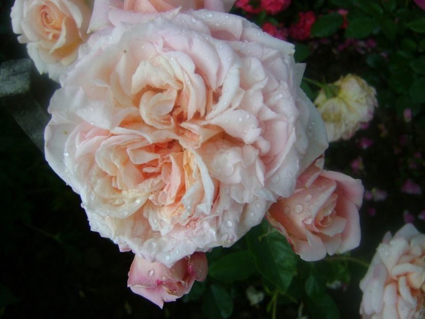  - TOATE FLORILE